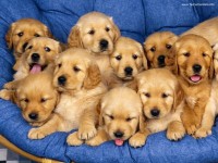 /album/tudosobrecachorrosegatos/filhotes-de-cachorros-jpg/